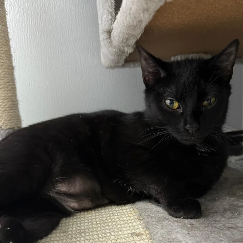 Stevie Nicks thumbnail 3