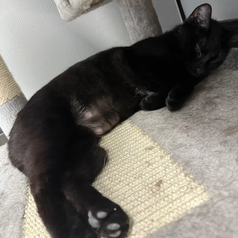 Stevie Nicks thumbnail 4