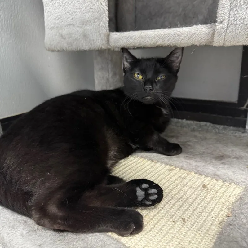 Stevie Nicks thumbnail 5