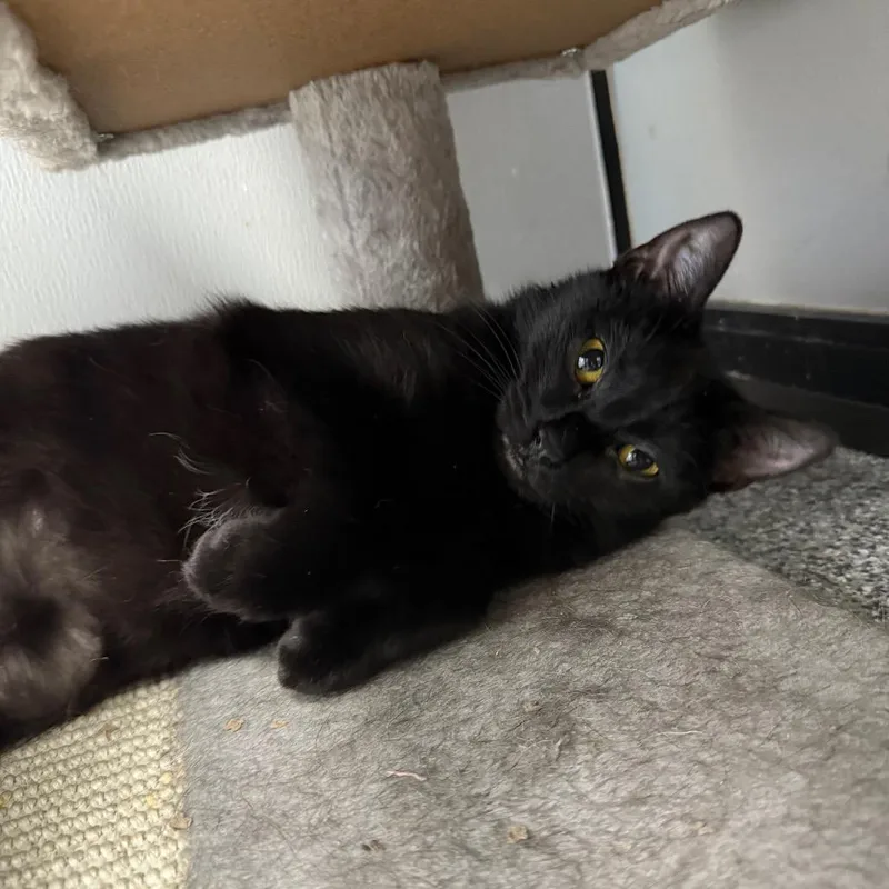 Stevie Nicks thumbnail 6