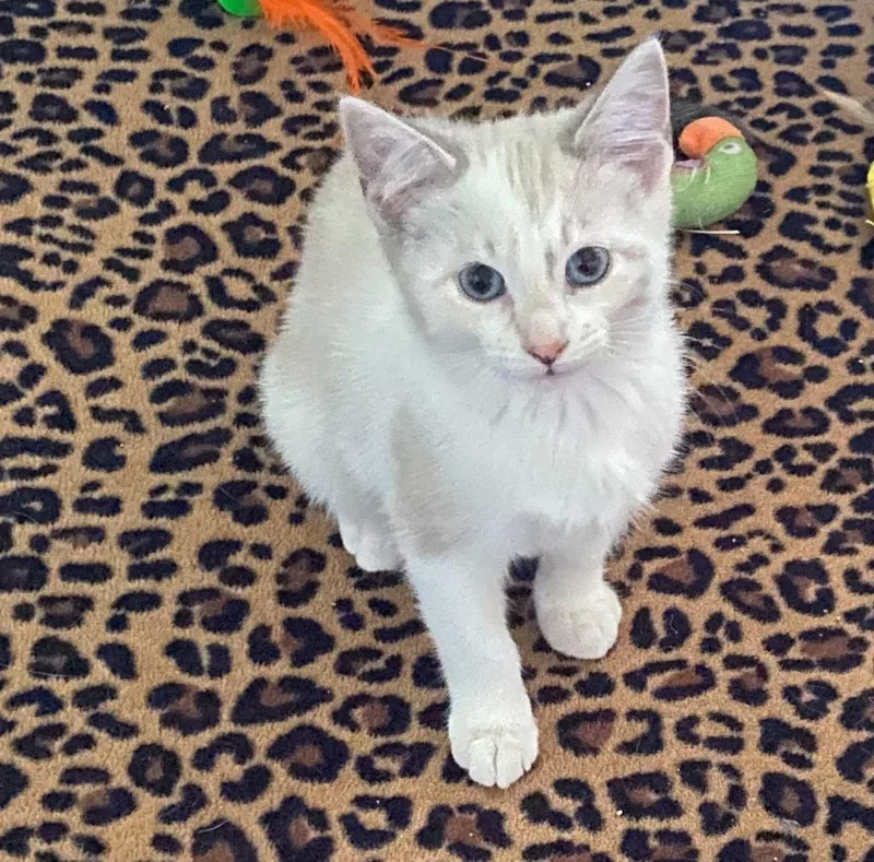 A baby small-sized female Domestic Short Hair cat named Meringue for adoption in Minneapolis, MN