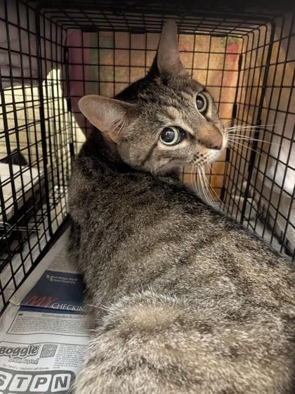An adult medium-sized male Domestic Short Hair cat named Brett for adoption in Independence, MO
