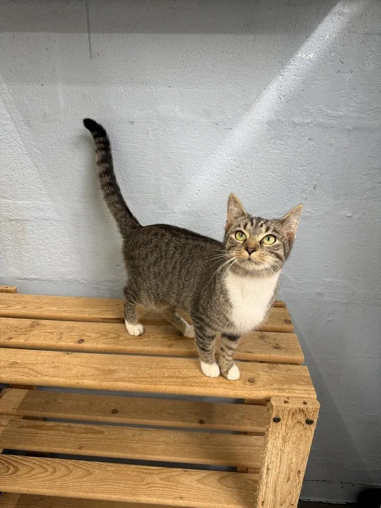 An adult medium-sized female Tabby (Brown / Chocolate) Domestic Short Hair cat named Lottie for adoption in West Mifflin, PA