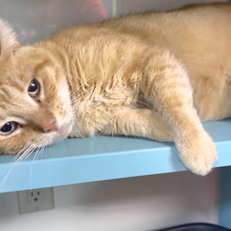 An adult medium-sized male Tabby (Orange / Red) Domestic Short Hair cat named Sincere for adoption in Lauderhill, FL
