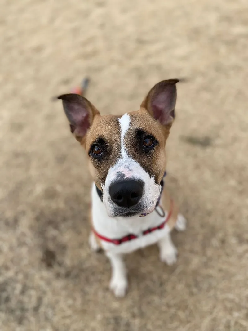 Harley Girl thumbnail 2