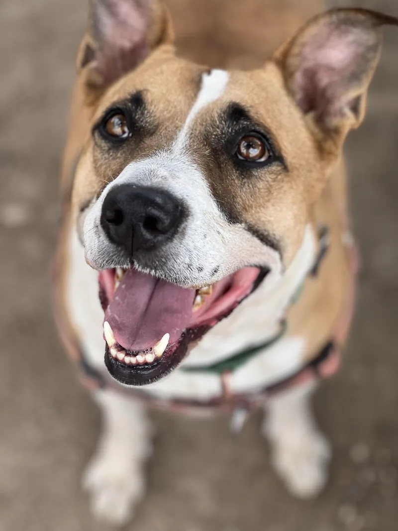 Harley Girl thumbnail 4