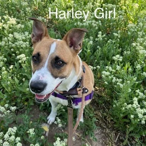 Harley Girl thumbnail 5