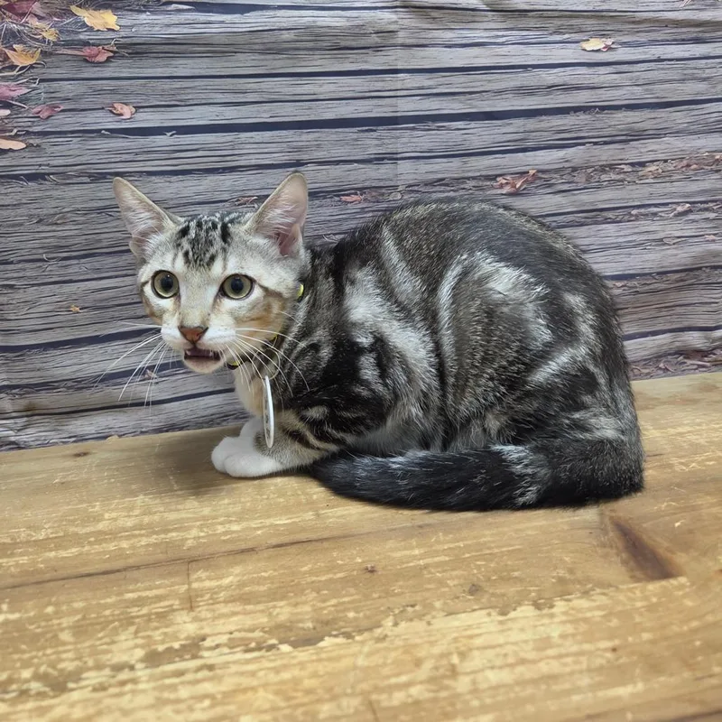 A baby small-sized male Gray / Blue / Silver Domestic Short Hair cat named Oreo for adoption in Normal, IL