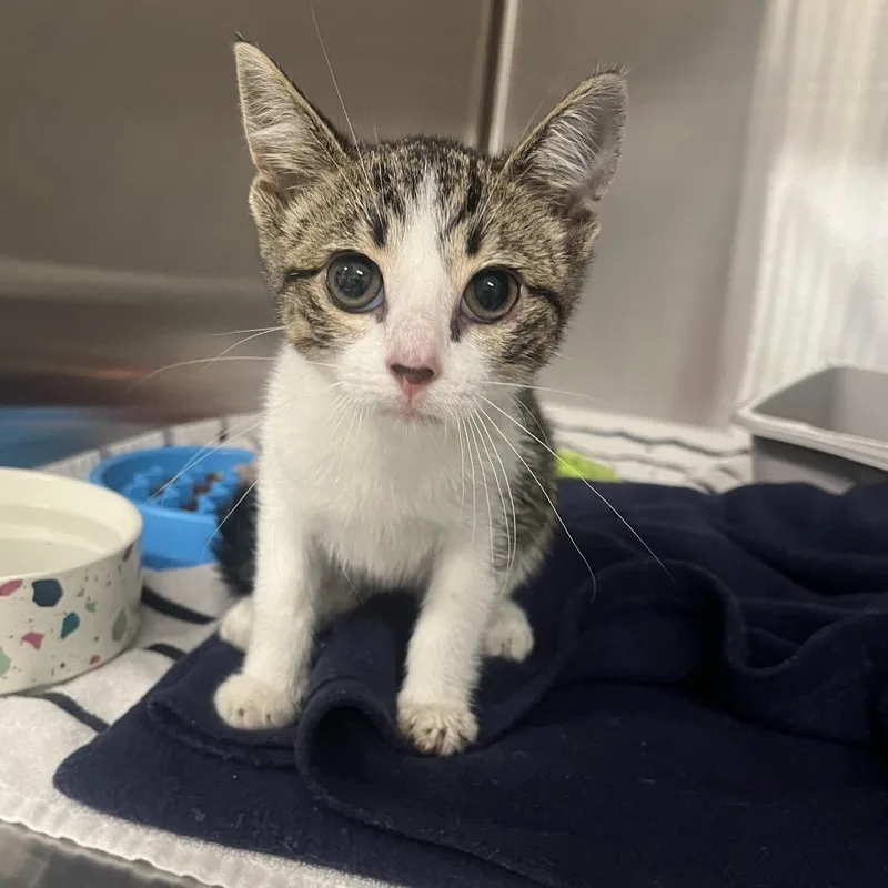A baby small-sized female Brown / Chocolate Domestic Short Hair cat named Puddle for adoption in Hinsdale, IL
