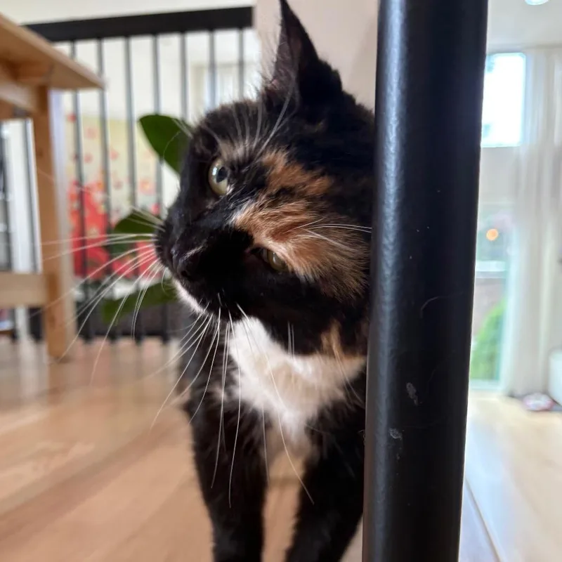 A senior large-sized female Black Domestic Short Hair cat named Bibi for adoption in Chicago, IL