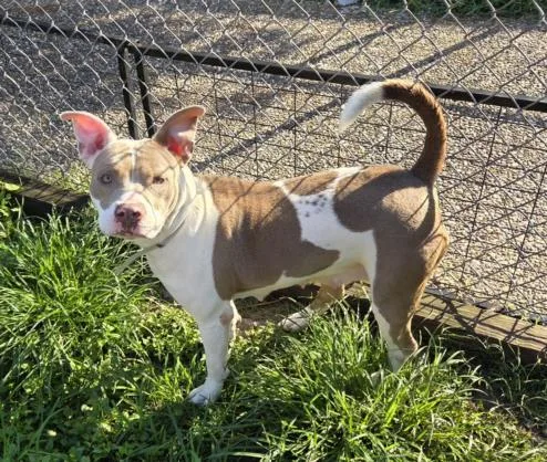An adult medium-sized female Staffordshire Bull Terrier dog named Fiona for adoption in Houston, TX