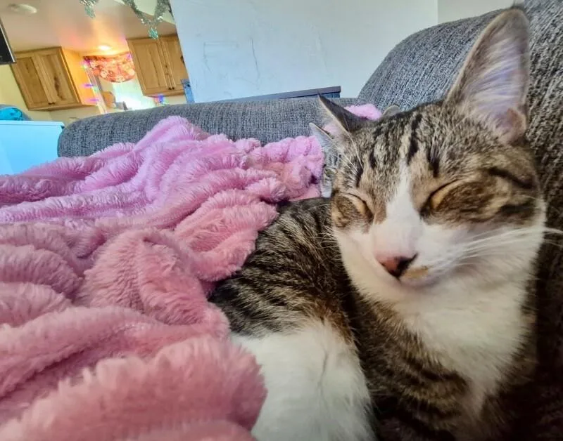 Onyx  Bonded With thumbnail 2