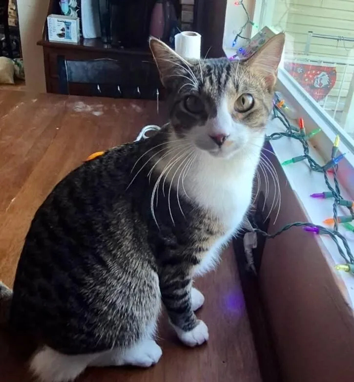 Onyx  Bonded With thumbnail 5