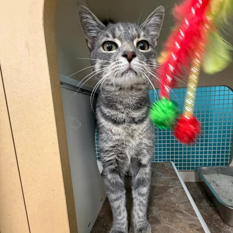 A young small-sized male Gray / Blue / Silver Domestic Short Hair cat named Tigger for adoption in Ashland, VA