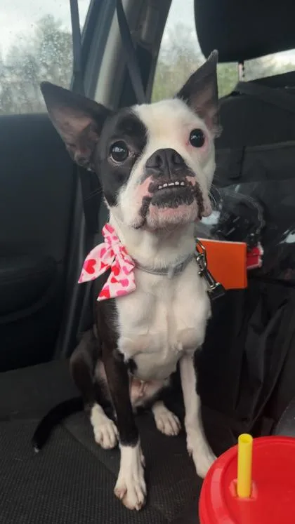 Oreo Cookie thumbnail 2