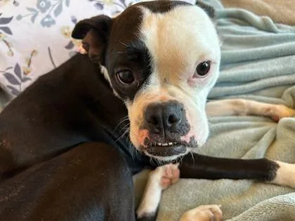 Oreo Cookie thumbnail 3