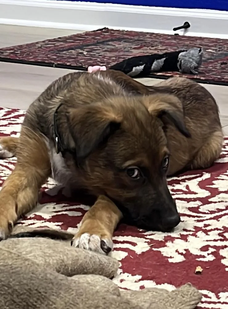 A baby medium-sized male Tricolor (Brown, Black, & White) Shepherd dog named Wesley for adoption in Richardson, TX