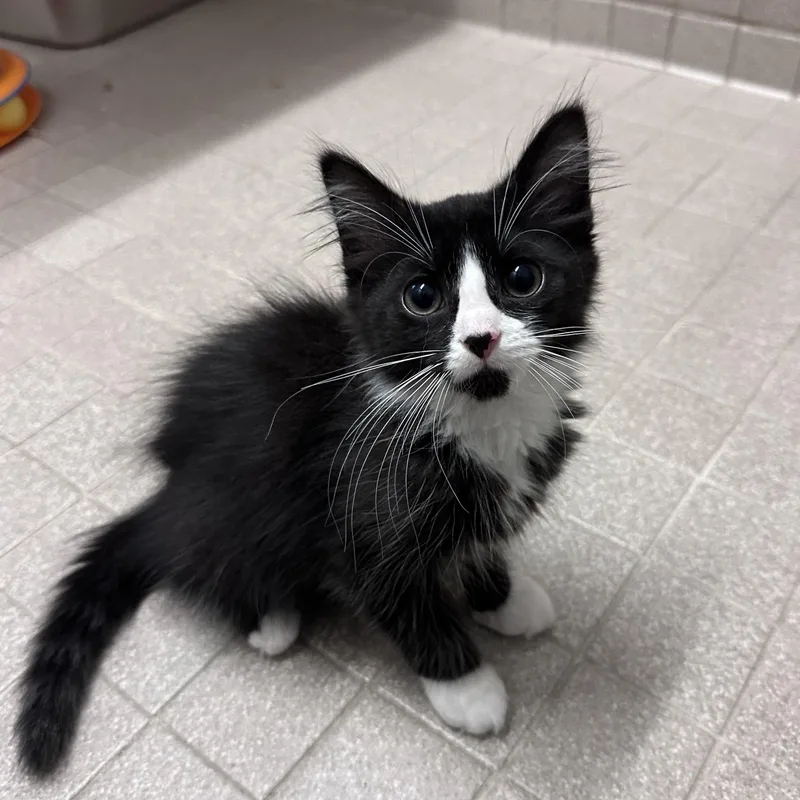 A young medium-sized female Domestic Short Hair cat named Digit for adoption in East Northport, NY