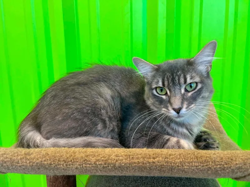 An adult medium-sized female Tabby (Gray / Blue / Silver) Domestic Short Hair cat named Chia for adoption in Tyler, TX