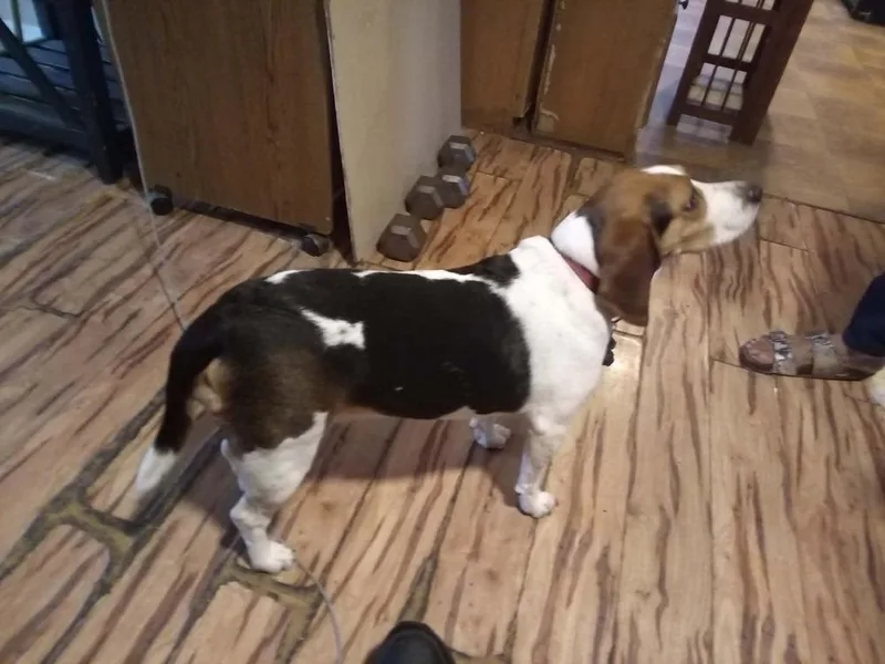 A young medium-sized female Beagle dog named Sadie for adoption in Orlando, FL