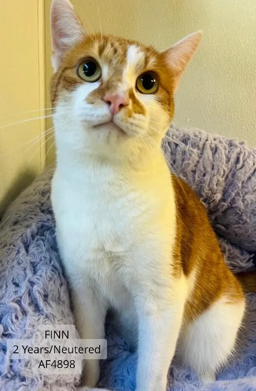 Finn