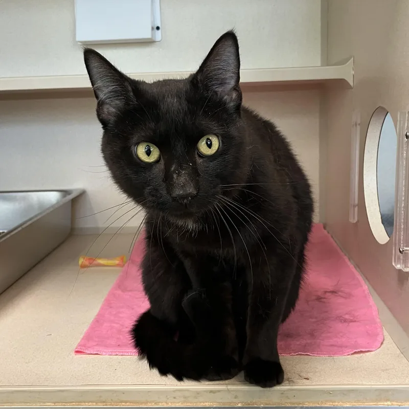An adult medium-sized male Black Domestic Short Hair cat named Steve Stevenson for adoption in Eatontown, NJ