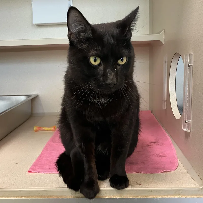 Steve Stevenson thumbnail 3