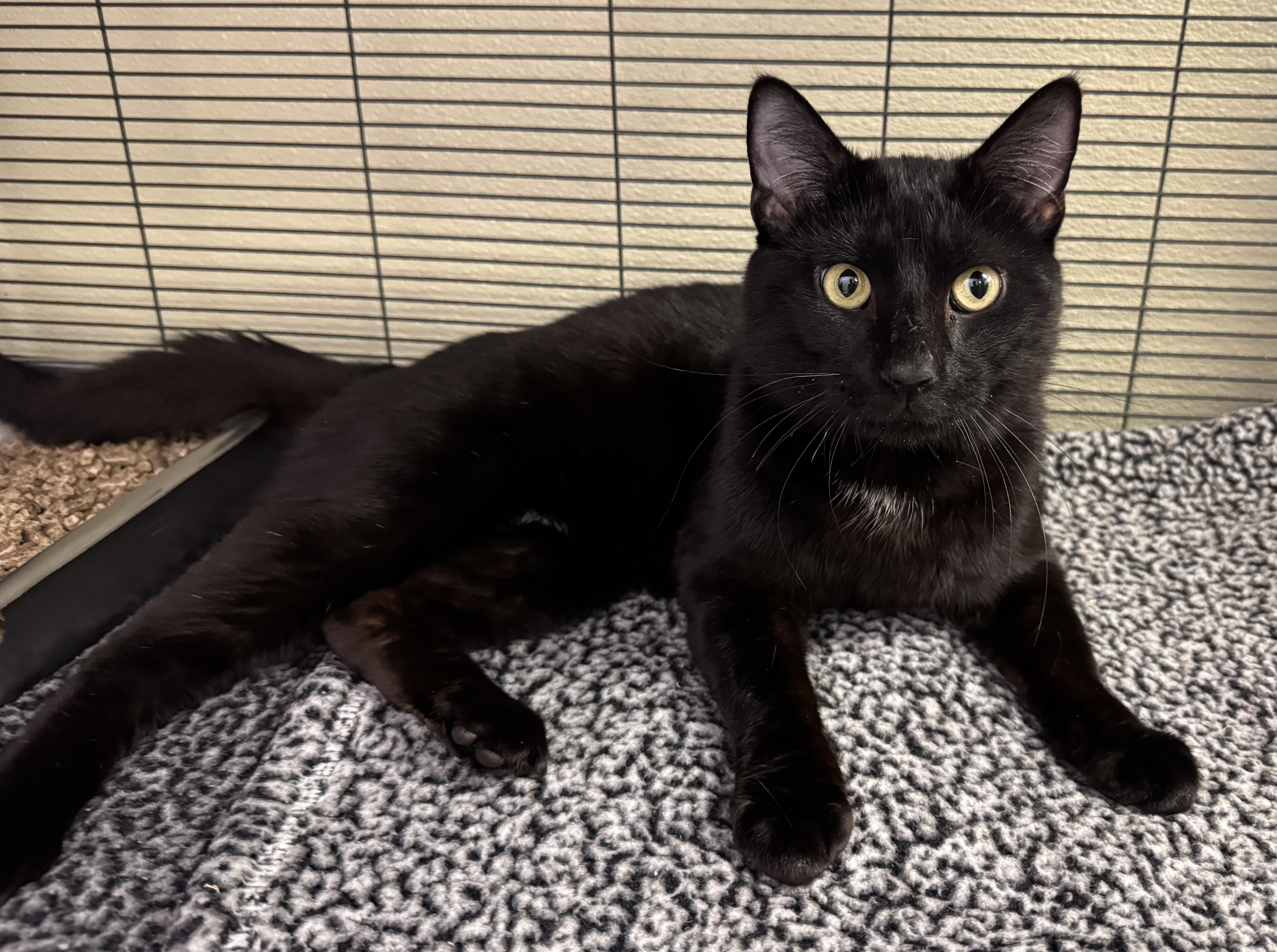 Steve Stevenson thumbnail 4