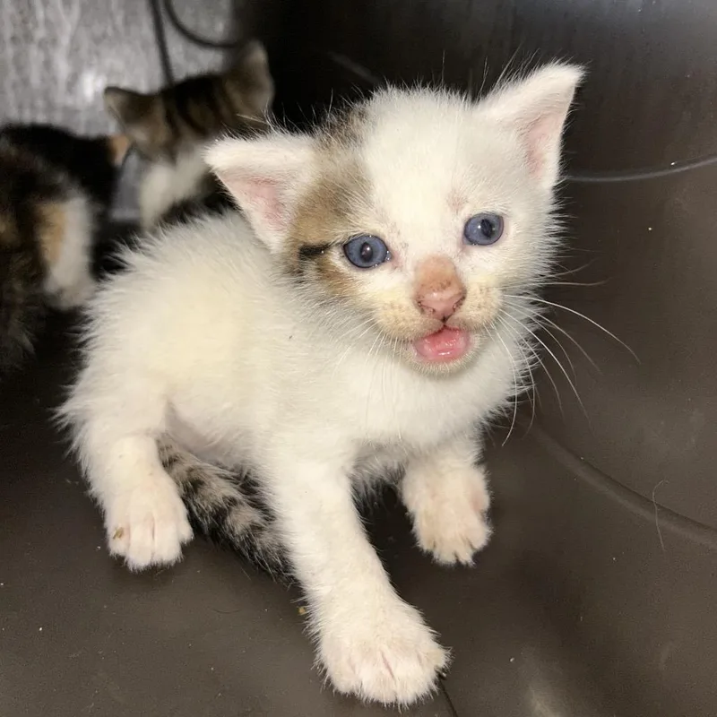 A baby small-sized male Calico Domestic Short Hair cat named Cory for adoption in Chattanooga, TN