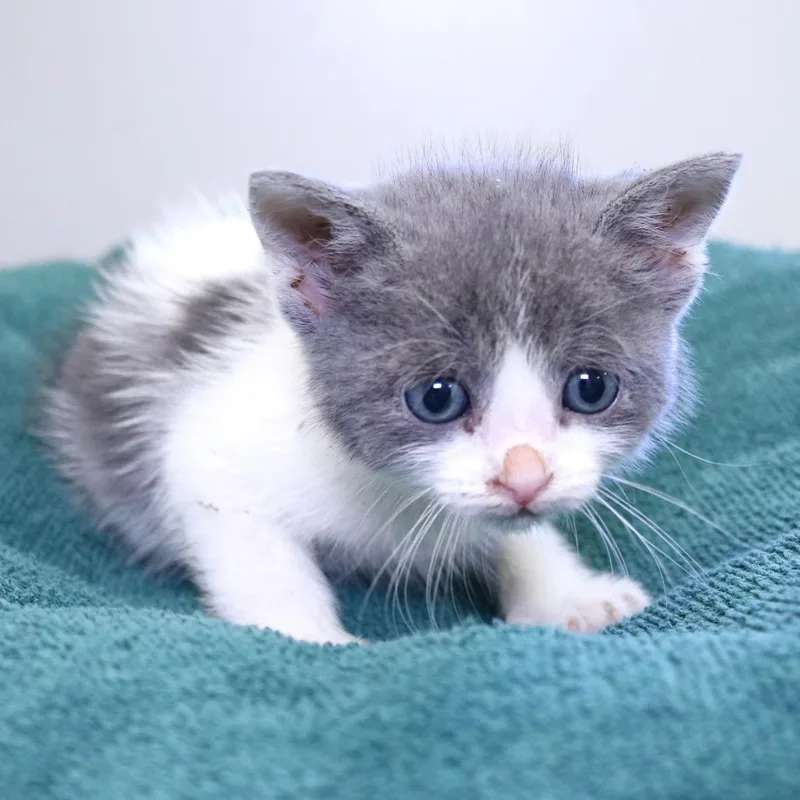 A baby small-sized male Gray / Blue / Silver Domestic Short Hair cat named Jaro for adoption in Rifle, CO