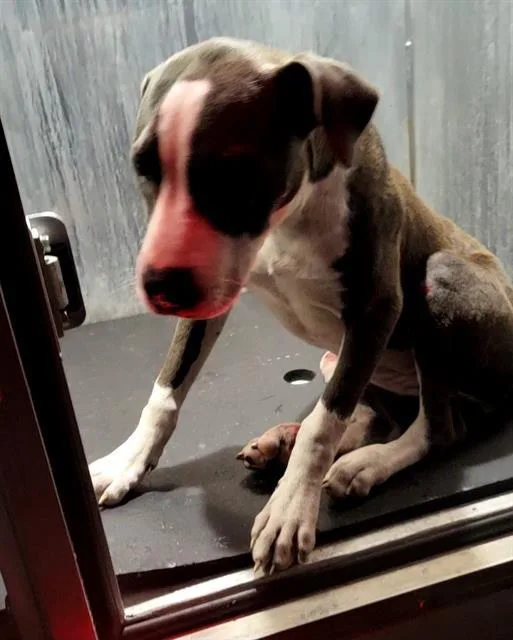 A young medium-sized female American Staffordshire Terrier dog named Sprinkle for adoption in San Antonio, TX