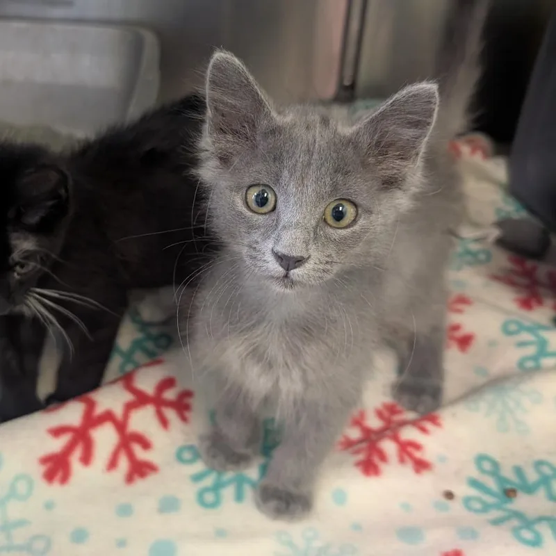 A baby small-sized female Gray / Blue / Silver Domestic Long Hair cat named Goodyear for adoption in Emporia, KS