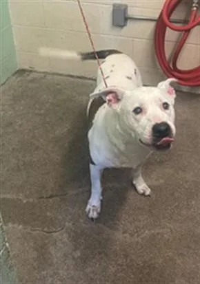A senior large-sized male Pit Bull Terrier dog named Lil Meechie for adoption in Sacramento, CA