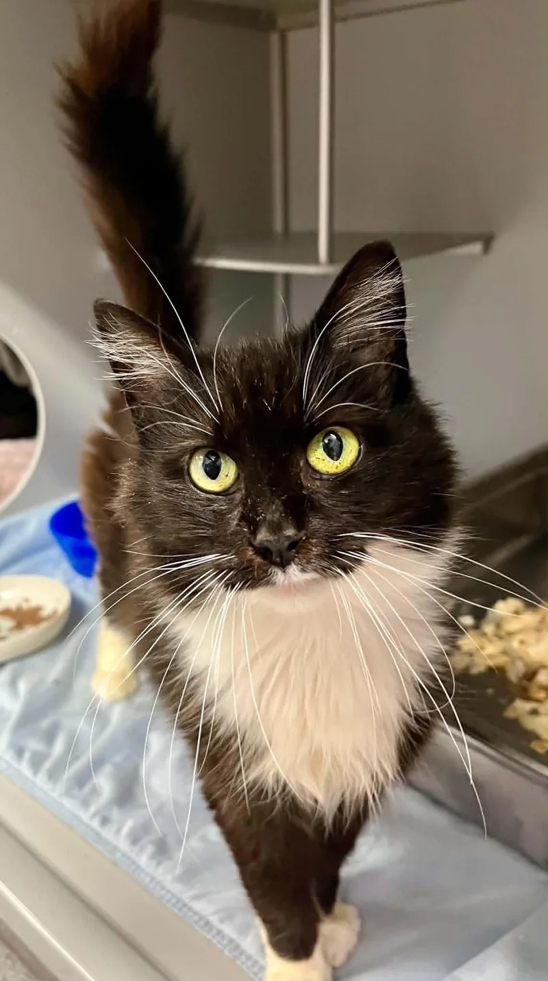 An adult medium-sized female Domestic Short Hair cat named Meech for adoption in Moundsville, WV