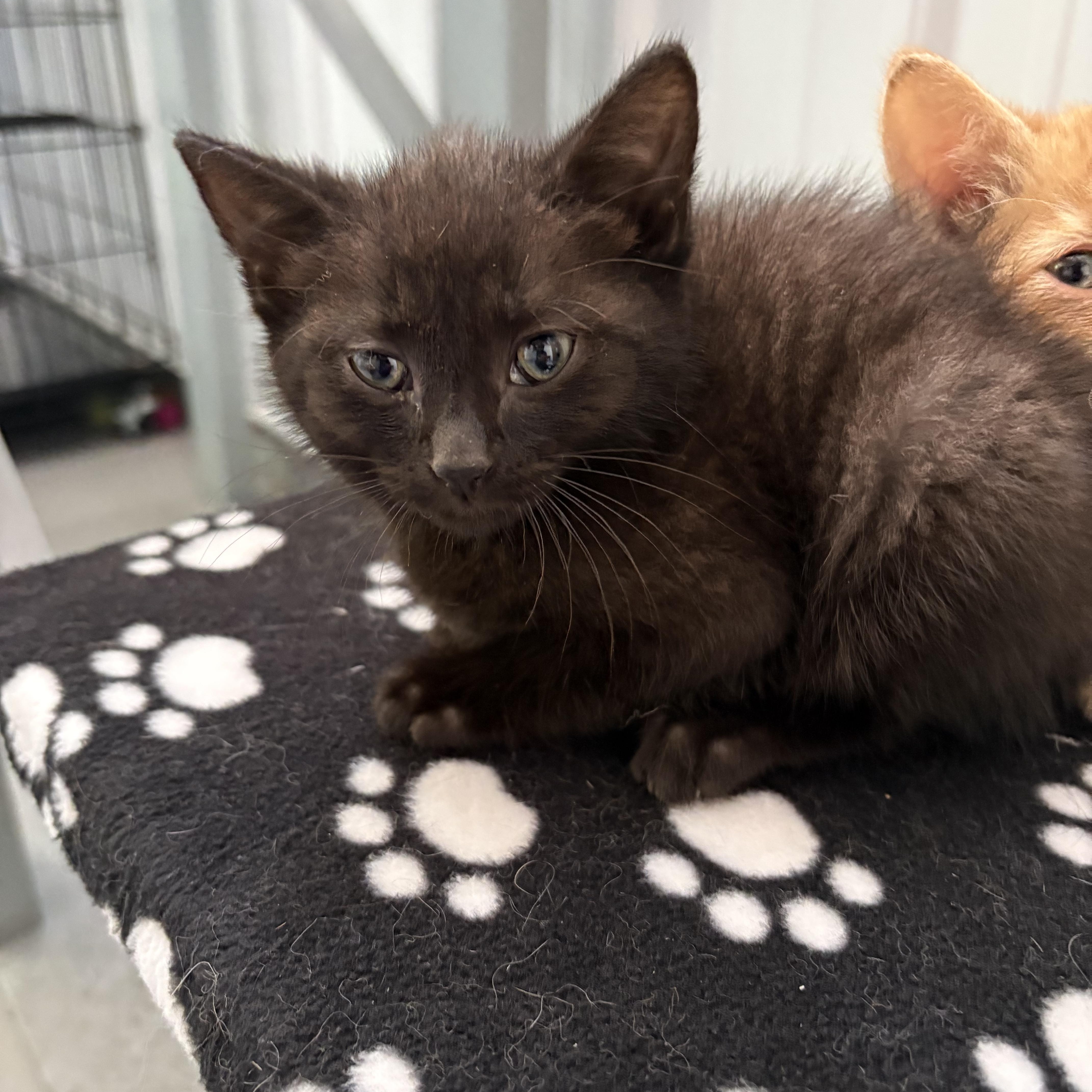 A baby medium-sized male American Shorthair cat named Fife for adoption in Big Rapids, MI