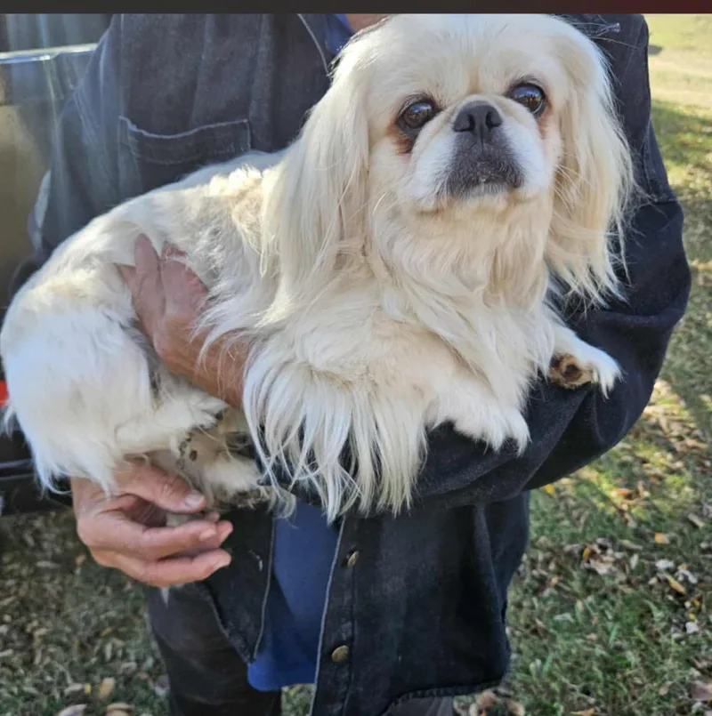 A young small-sized male White / Cream Pekingese dog named Sir Newton for adoption in Dallas, TX