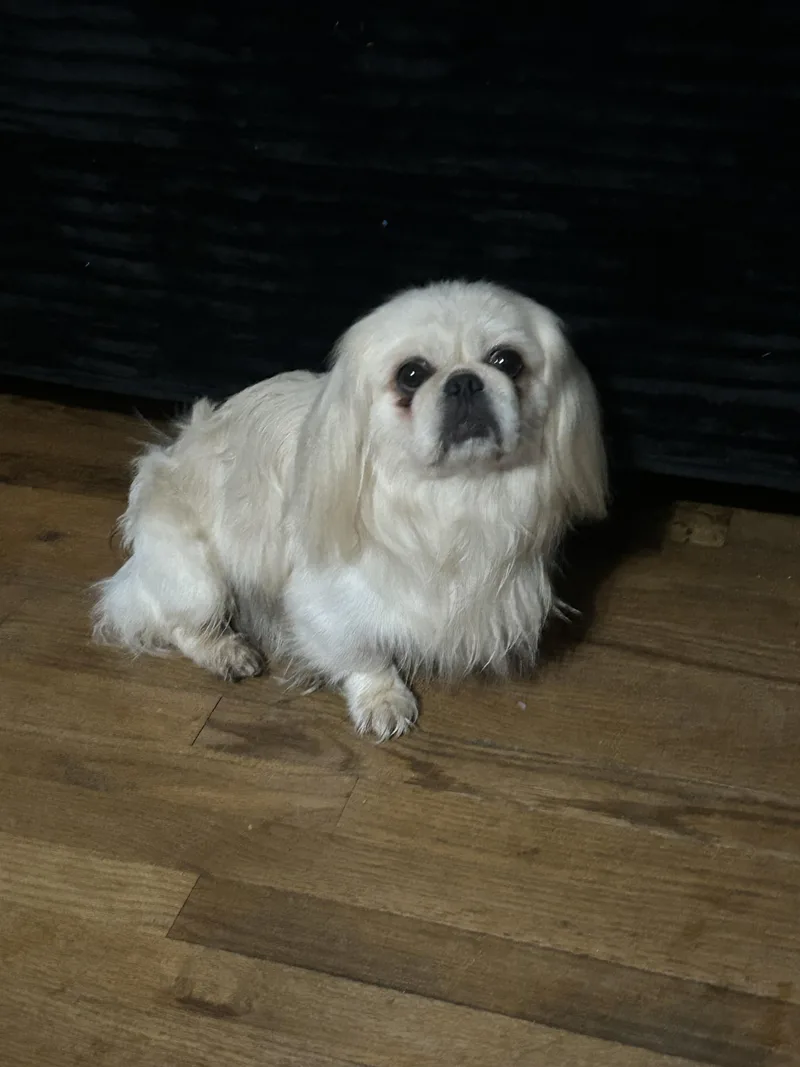 Sir Newton thumbnail 3