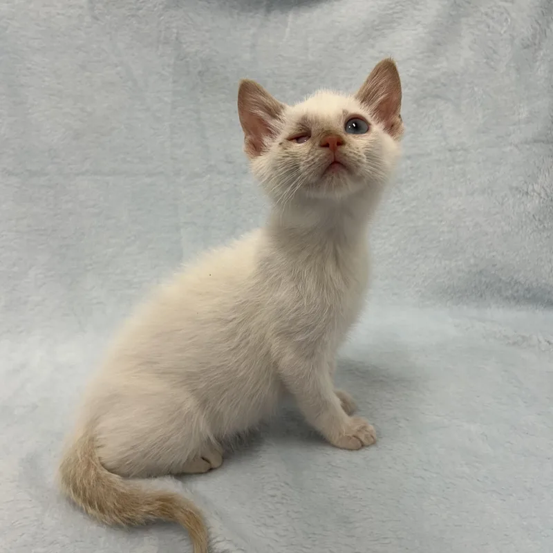 A baby medium-sized male Flame Point Domestic Short Hair cat named Croissant for adoption in Greensboro, NC