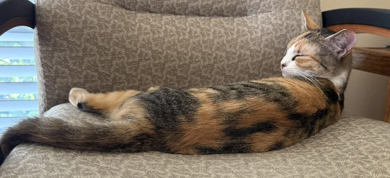 A young medium-sized female Torbie cat named Bee for adoption in DeLand, FL