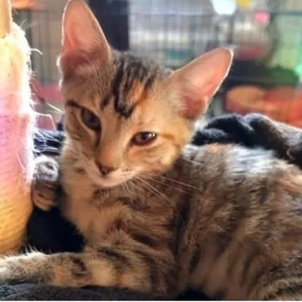 A baby small-sized female Calico Domestic Short Hair cat named Chloe for adoption in Orangevale, CA