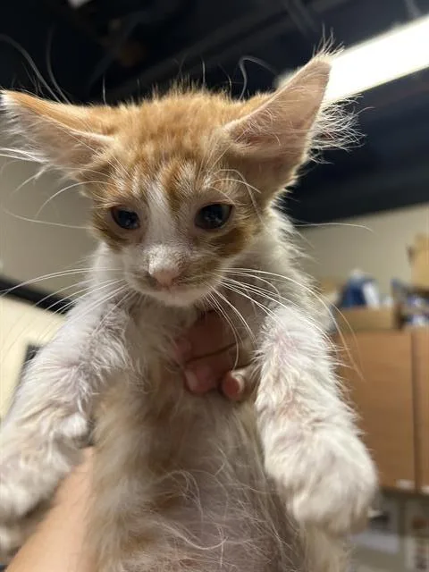 A baby small-sized male Domestic Medium Hair cat named Derp for adoption in Modesto, CA