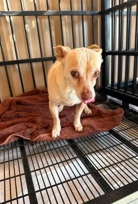 A young small-sized male Chihuahua dog named Luke in TX for adoption in Cranston, RI