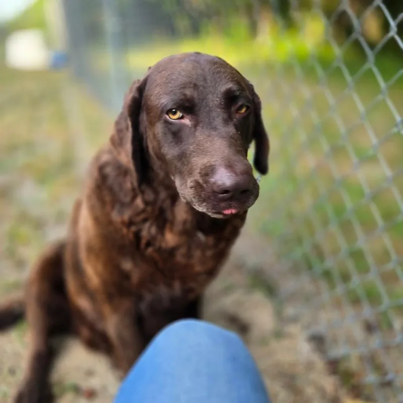 An adult large-sized male Brown / Chocolate Chesapeake Bay Retriever dog named Buck for adoption in Alexandria, VA