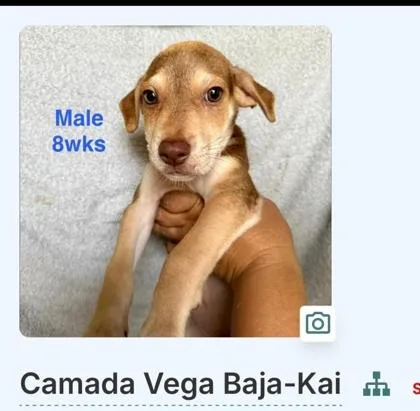 A baby small-sized male Mixed Breed dog named Kai for adoption in Washington, DC