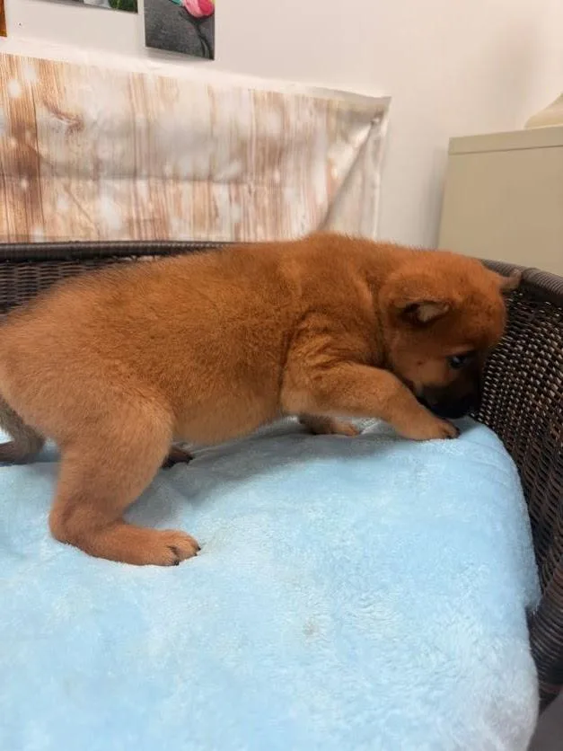 A baby medium-sized female Brown / Chocolate Chow Chow dog named Johanna for adoption in Neillsville, WI