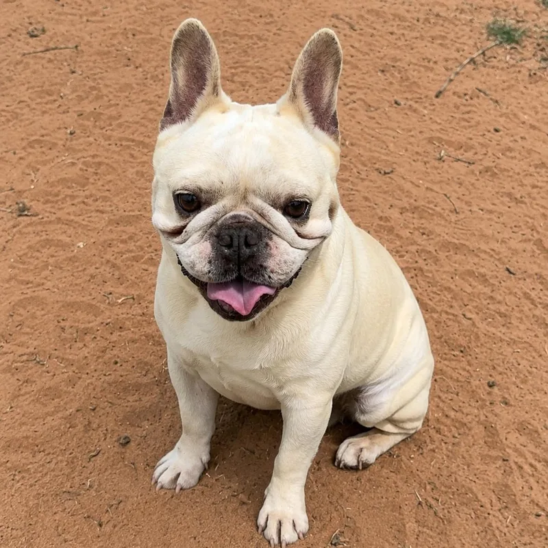 A senior small-sized male Yellow / Tan / Blond / Fawn French Bulldog dog named Hercules for adoption in Pelham, NH