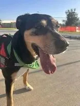 An adult large-sized female Mixed Breed dog named Ansley for adoption in Denton, TX