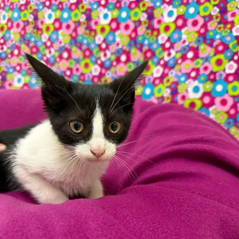 A baby small-sized male Black Domestic Short Hair cat named Ribbit for adoption in Deerfield, IL