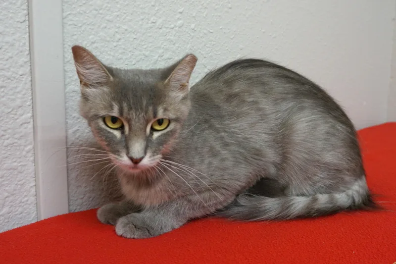 An adult medium-sized female Domestic Medium Hair cat named Marlene for adoption in Fountain Hills, AZ