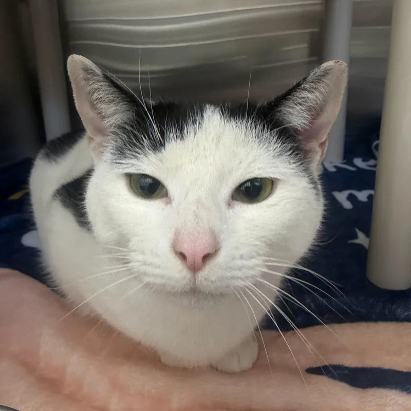 An adult large-sized female White Domestic Short Hair cat named Dottie for adoption in Walden, NY
